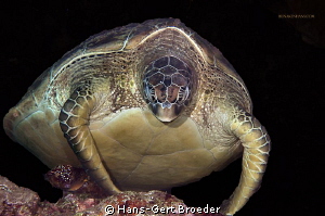 Green Turtle
"Rambo" is ready for a fight
Bunaken,Sulaw... by Hans-Gert Broeder 